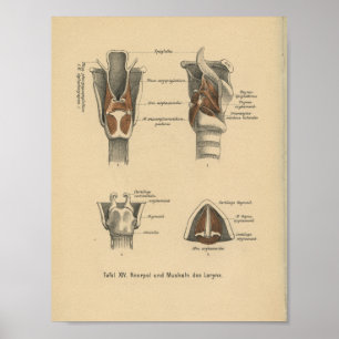 Poster Larynx d'impression d'anatomie d'Allemand du cru