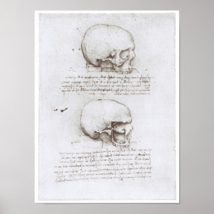 Poster Lateral View of the Skull, Leonardo da Vinci