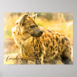 Poster Laughing Hyena ポ タ 