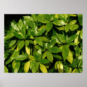 Poster Laurel, Aucuba Japonica