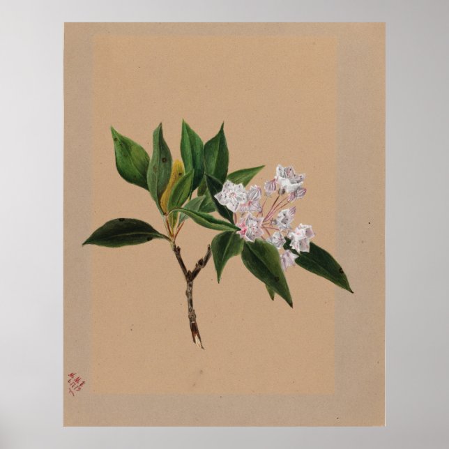 Poster Laurel (Kalmia latifolia) (Devant)