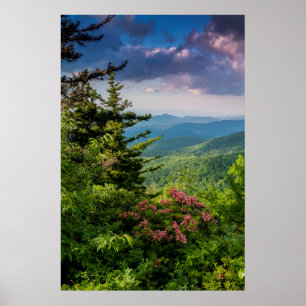 Poster Laurier de montagne au lever du soleil