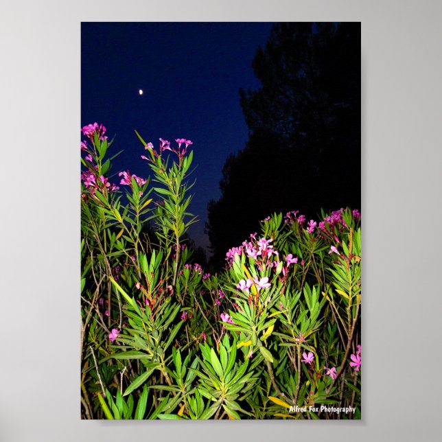 Poster Laurier-rose rose la nuit (Devant)