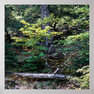 Poster L'automne est là.......