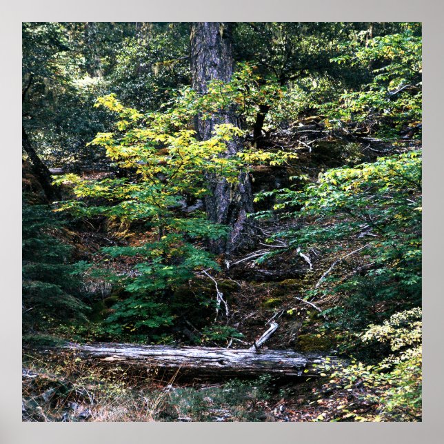 Poster L'automne est là....... (Devant)