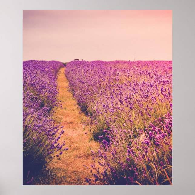 Poster Lavande (Devant)