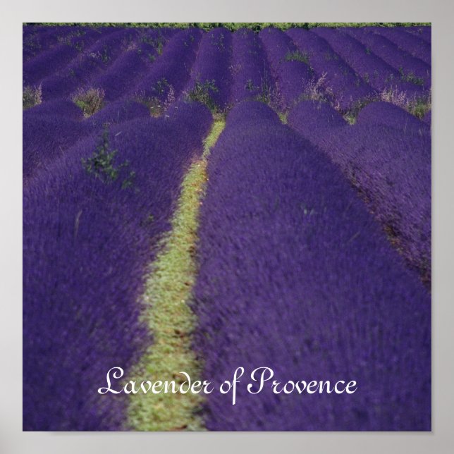 Poster Lavande de Provence (Devant)