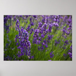Poster Lavande   Lavendel