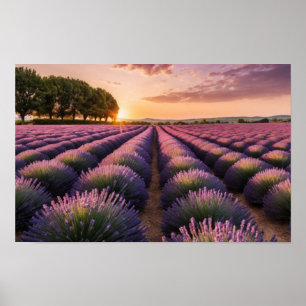Poster Lavande Nature Extérieur Paysage Calme Tranquille