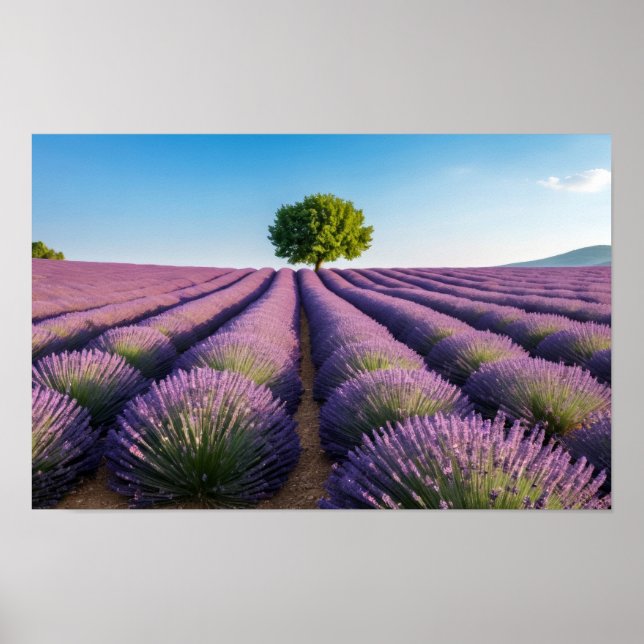 Poster Lavande Nature Extérieur Paysage Calme Tranquille (Devant)