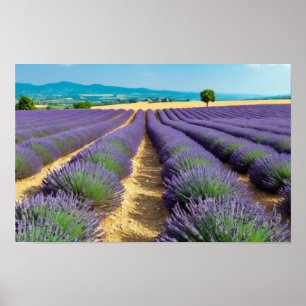 Poster Lavande Nature Extérieur Paysage Calme Tranquille