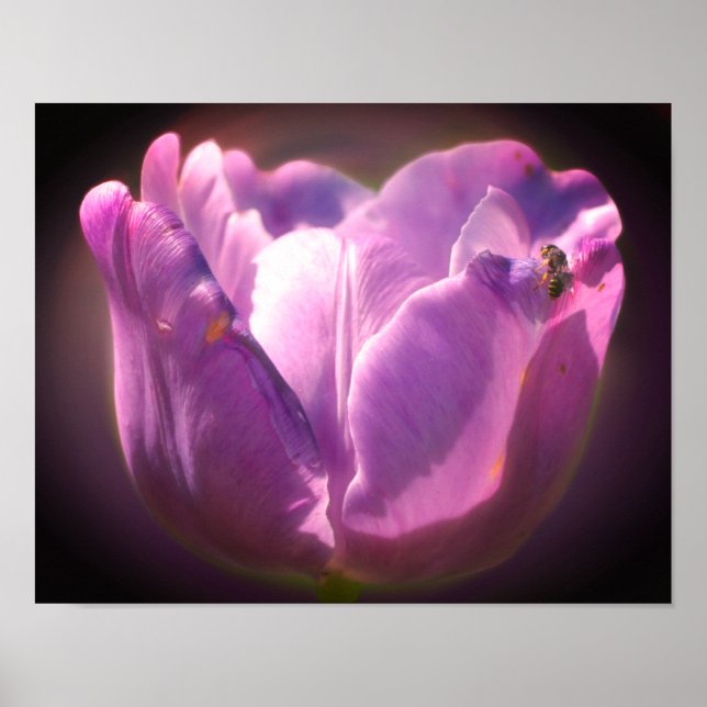 Poster Lavande Tulipe Avec Petite Abeille Gros Plan (Devant)