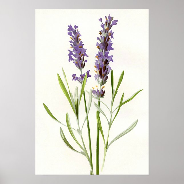 Poster lavande vintage (Devant)