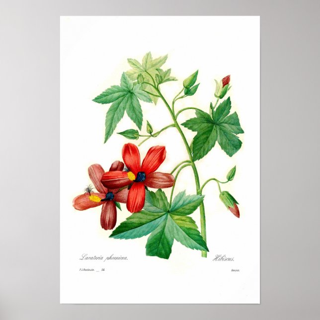 Poster Lavatera phoenicea (Devant)