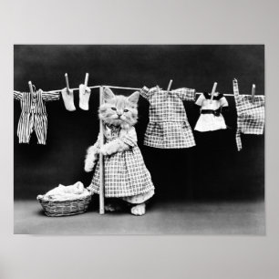 Poster Lave-Linge À Cat Sur Clothesline