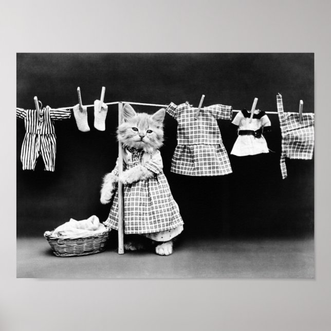 Poster Lave-Linge À Cat Sur Clothesline (Devant)