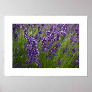Poster Lavendar   Lavendel