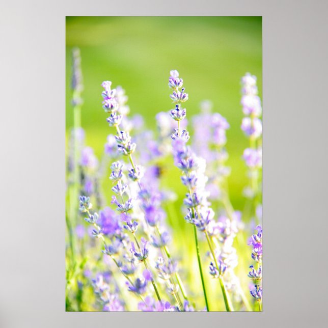 Poster Lavender Dream (Devant)