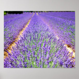 Poster Lavender Field