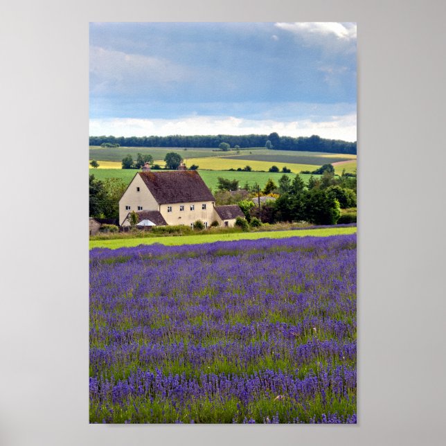 Poster Lavender Field Fleurs été Cotswolds Angleterre (Devant)