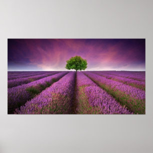 Poster Lavender Field Landscape Summer Sunset