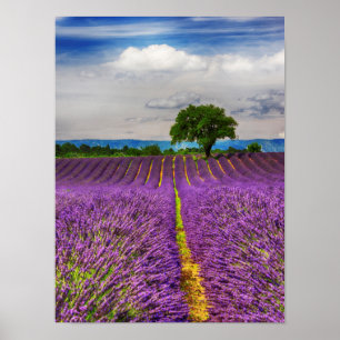Poster Lavender Field pittoresque, France