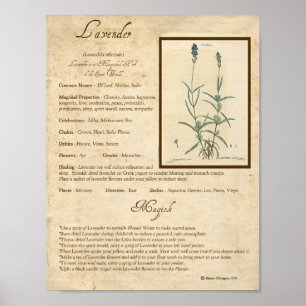 POSTER LAVENDER MAGICK HERB