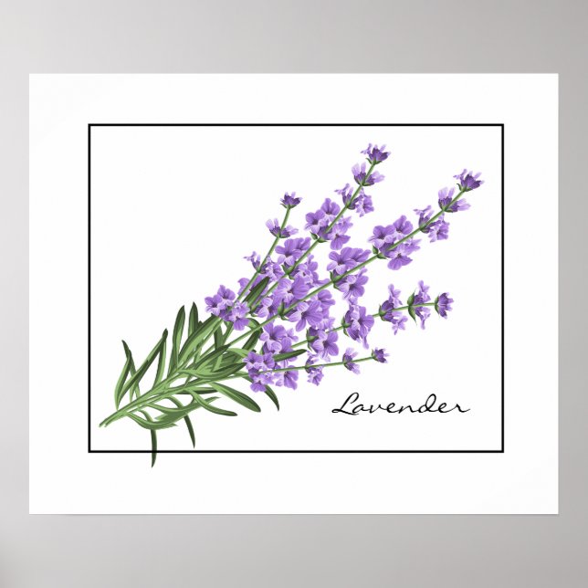 Poster-Lavender Poster (Front)