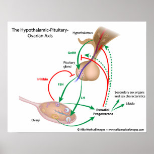 Poster L'axe hypophysaire hypothalamique ovarien, étiquet
