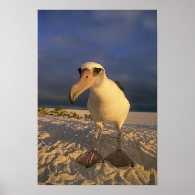 Poster Laysan Albatross, Diomedea immutabilis), (Devant)