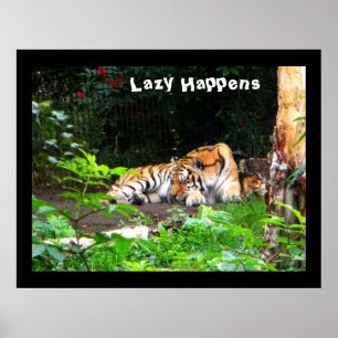 Poster Lazy arrive le tigre de Sibérie