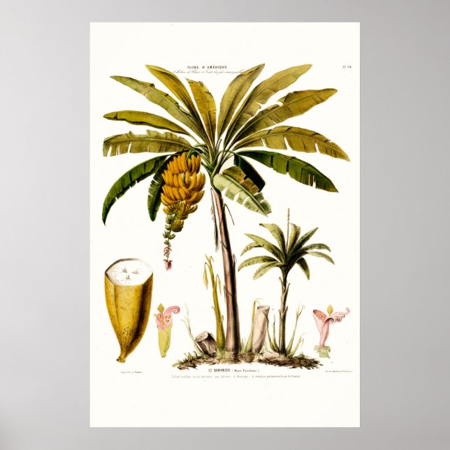 Poster Le Bananier Tropical Banana Tree Amerique (Devant)