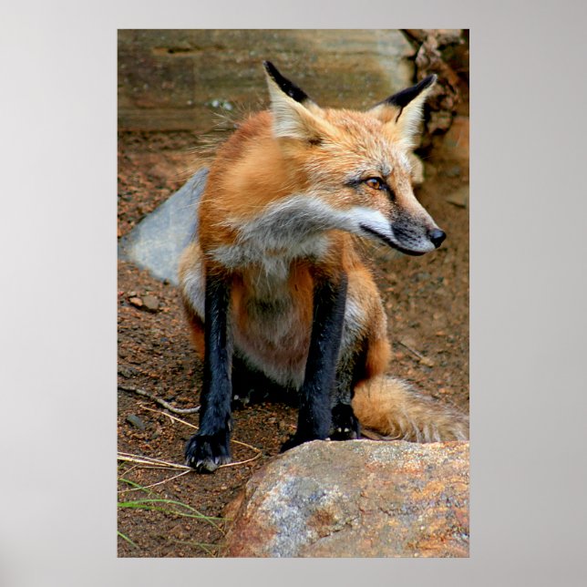 Poster Le Beau Renard Rouge (Devant)