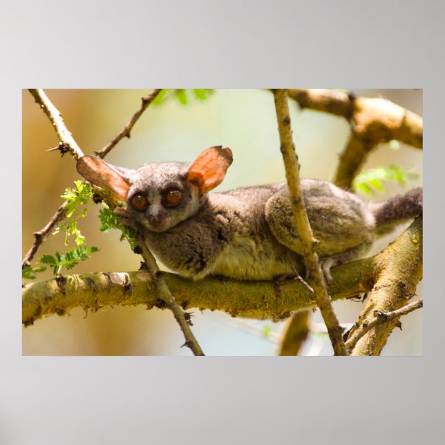 Poster Le Bébé du Sénégal (Galago Senegalensis) (Devant)