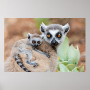 Poster Le bébé Lemur de Ring-Tailed