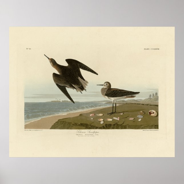 Poster Le bécasseau de Schinz des oiseaux d'Amérique d'Au (Devant)