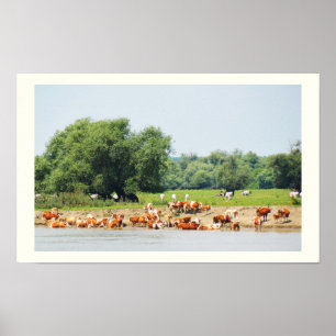 Poster Le bétail et le Danube