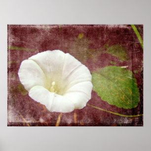 Poster Le Bindweed blanc - La gloire vivace du matin