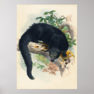 Poster Le Binturong par Joseph Wolf