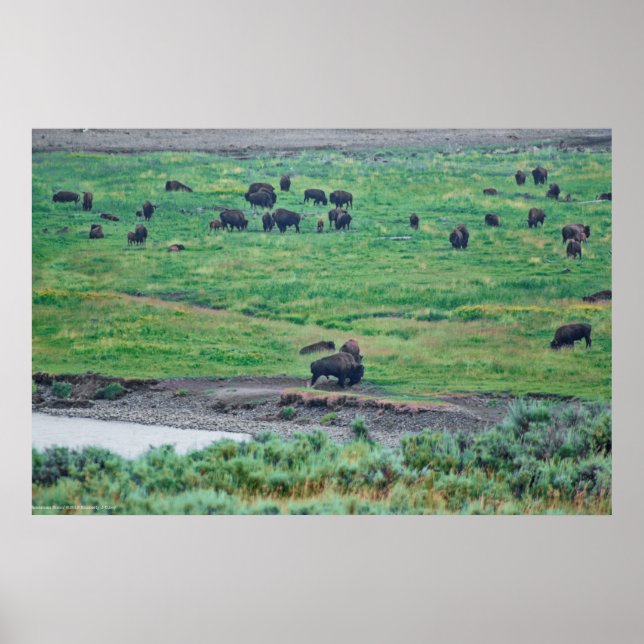 Poster Le bison américain (Devant)