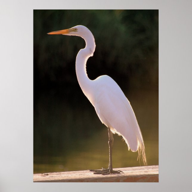 Poster Le blanc insaisissable (Devant)