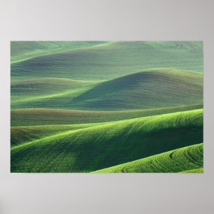 Poster Le blé jaillit dans les collines de la Palouse