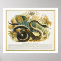 Le Boa Constrictor, pub d'illustration pédagogique