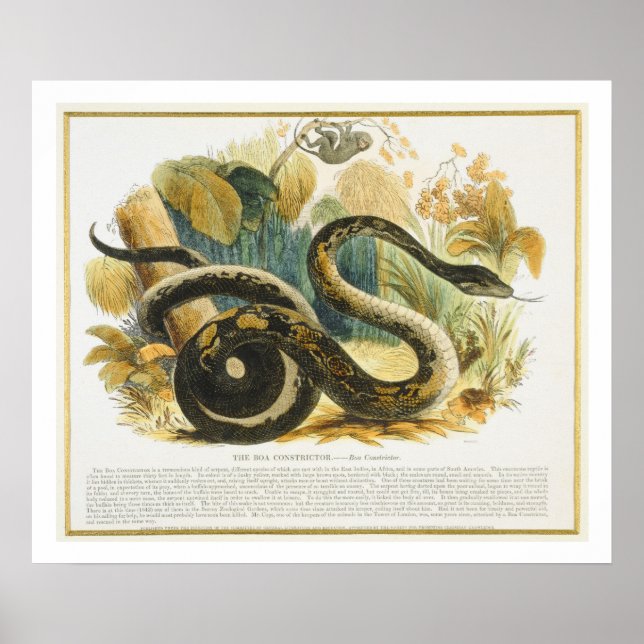 Poster Le Boa Constrictor, pub d'illustration pédagogique (Devant)