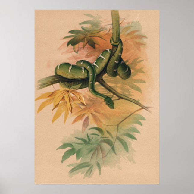Poster Le Boa Vert de Joseph Wolf (Devant)