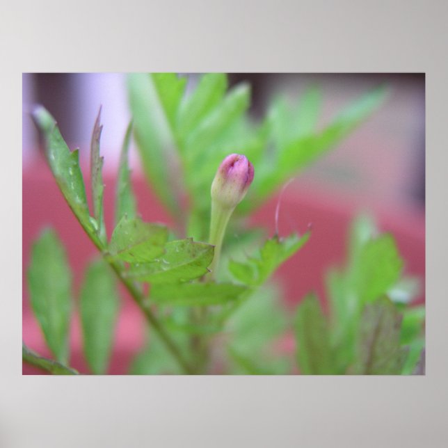 Poster Le Boud (Devant)
