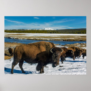 Poster Le buffle dans la neige