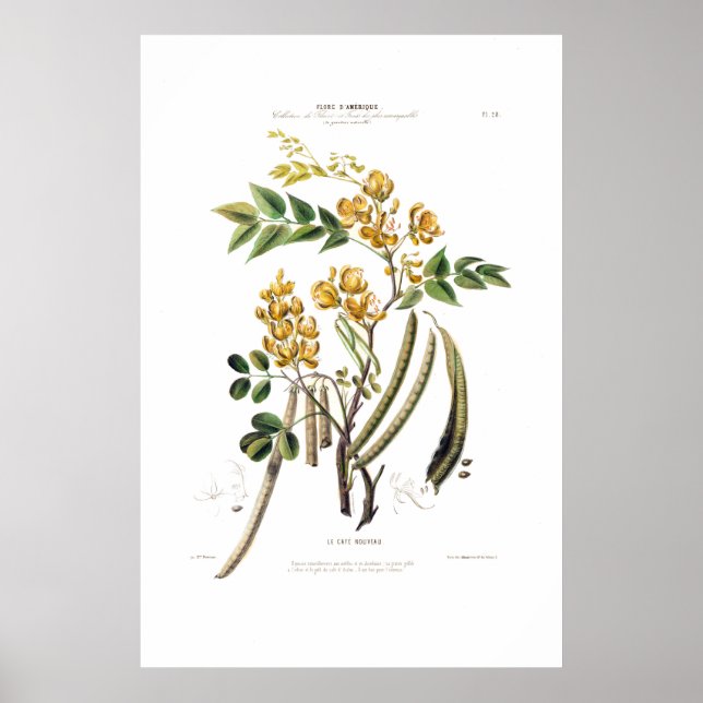 Poster Le Cafe Nouveau Jaune Floral Botanique Amerique (Devant)