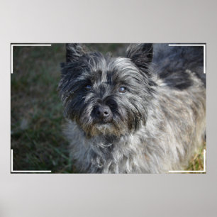 Poster Le cairn Terrier font face