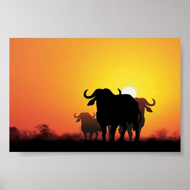 Poster Le Cap Buffalo (Devant)